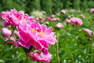Pink peony flowers in the garden