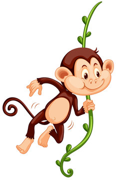 Cute monkey climbing up the vine