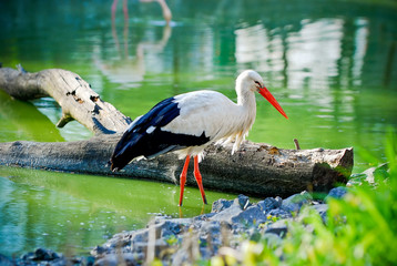 Stork on the pond/Stork walking near the shore on the pond. Near a fallen tree