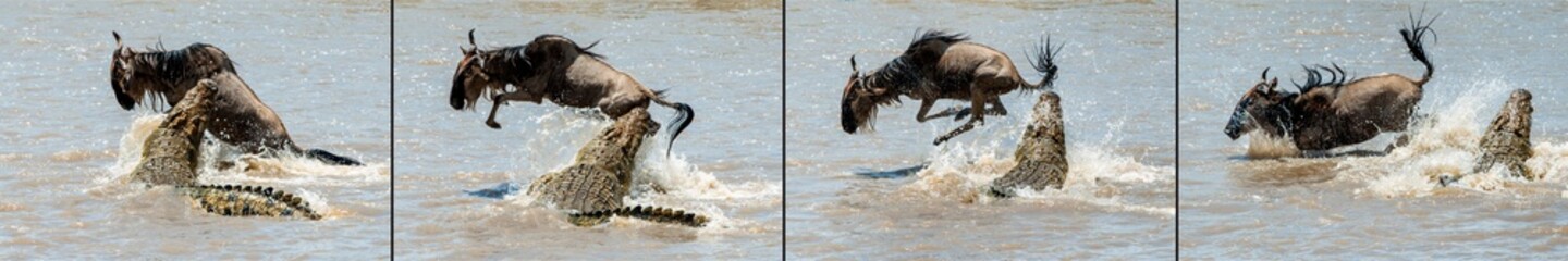 Obraz premium On a hair from death. Crossing through the river Mara.The antelope Blue wildebeest ( connochaetes taurinus ), has undergone to an attack of a crocodile.