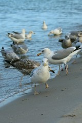 Möwen an der Ostsee 
