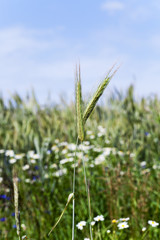  unripe green cereals    