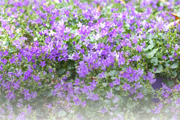 Obraz premium Beautiful flowers background