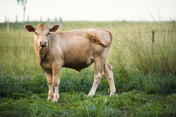 Cow in the paddock during the day in Queensland