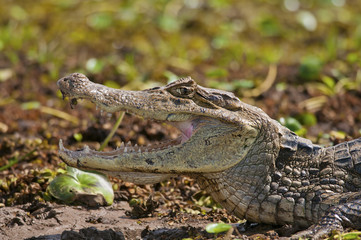 close-up photo of an African crocodile