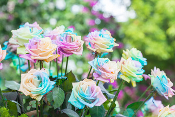 Fototapeta na wymiar multicolored flower .Range of Happy Joyful Multi Colours.