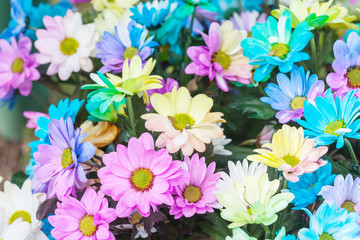 multicolored flower .Range of Happy Joyful Multi Colours.