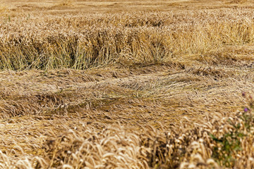 destroyed the element of wheat  