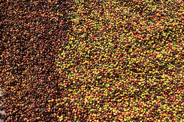 drying red berries coffee in the sun.