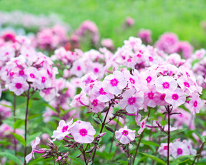 Fototapeta premium Phlox flowers