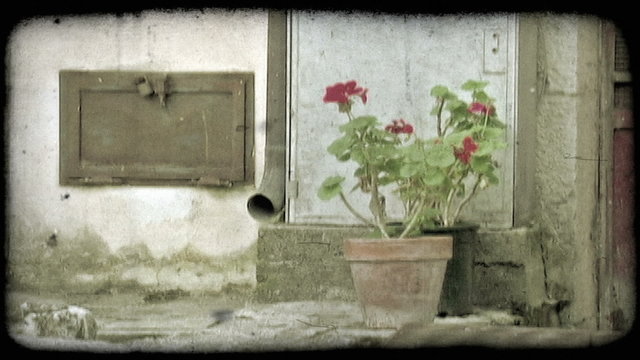 Flower Pot. Vintage stylized video clip.