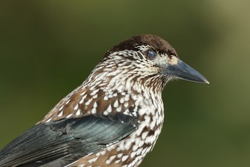 Nutcracker (Nucifraga caryocatactes)