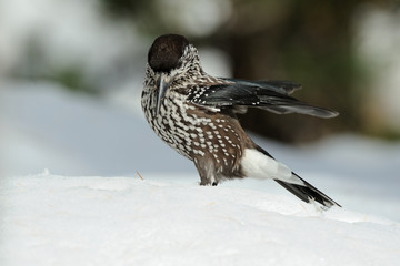 Nutcracker (Nucifraga caryocatactes)