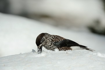 Nutcracker (Nucifraga caryocatactes)