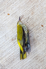 die green bird on the cement 