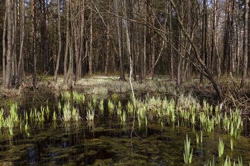 swamp spring ,  close-up 