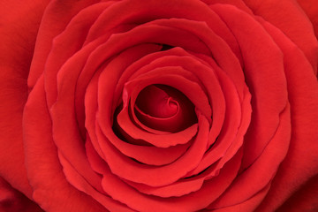 Natural red rose close up, beautiful Valentine day background.