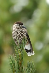 Nutcracker (Nucifraga caryocatactes)
