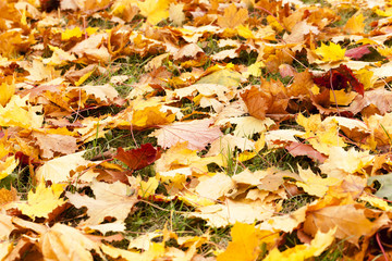 fallen leaves of trees  