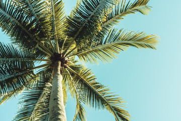 Fototapeta na wymiar Palm tree on sky