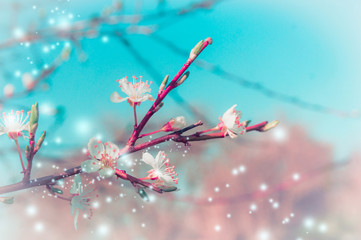 Spring nature background with tree blossom branches in park or garden