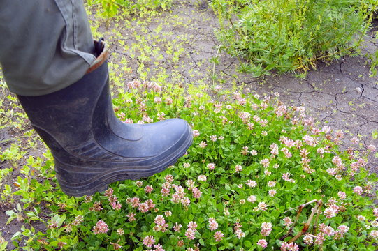 foot in rubber boots trampling the flowers