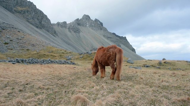 Brown horse closeup
