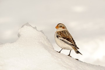 Snow bunting (Plectrophenax nivalis)