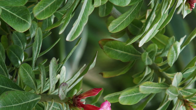 Royalty Free Stock Video Footage of a pink flower on a green shrub shot in Israel at 4k with Red.