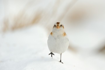 Snow bunting (Plectrophenax nivalis)