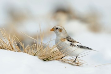 Snow bunting (Plectrophenax nivalis)