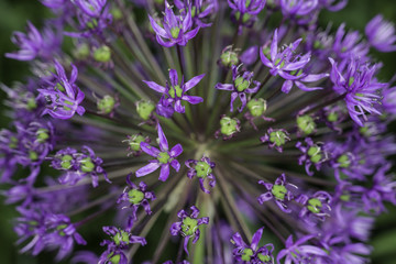 Obraz premium fiore di Allium, aglio