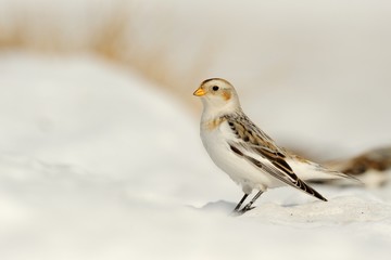 Snow bunting (Plectrophenax nivalis)