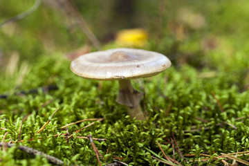 Forest mushroom,  close-up  