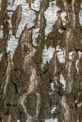 Fototapeta premium Birch bark as background