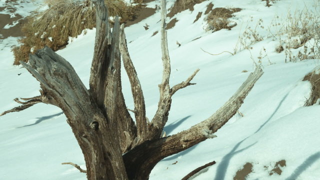 Tilt footage of tree stump in snowy countryside