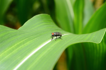 insect on green leaf background texture in nature