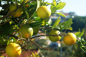 Oranges in the garden