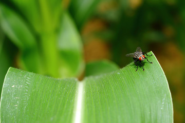 insect on green leaf background texture in nature