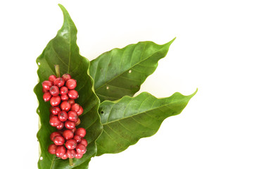 Close up of coffee beans ripening with leaf on wooden backgourng