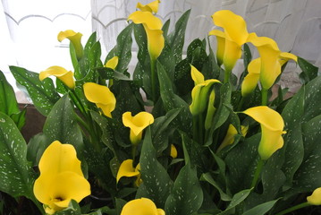 Flowers yellow calla lilies with variegated foliage