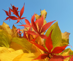 Bouquet of milticolor leaves