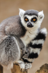 Naklejka premium Lemur sitting on top of a wooden pole