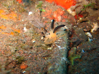 Nacktschnecke