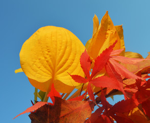 Fototapeta na wymiar Bouquet of milticolor leaves