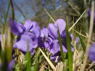 Close up of violets in meadow grassland