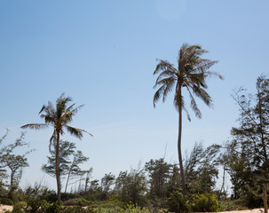 Palmen in Vietnam