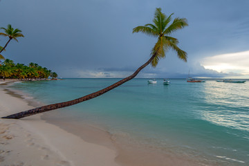 Fototapeta na wymiar Tropical beach with palm trees and ocean