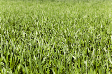 green cereals,  spring