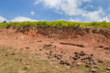 dung elephant at salt lick